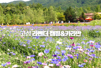 고성 라벤더 캠핑&카라반