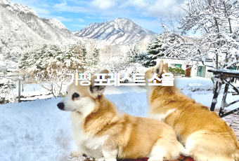 가평 포레스트 소울